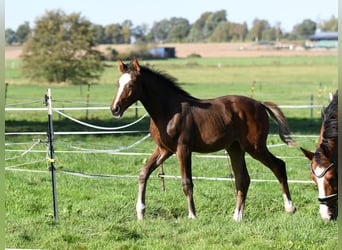 Hanoverian, Stallion, Foal (07/2025), 16,3 hh, Brown