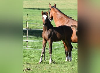 Hanoverian, Stallion, Foal (07/2025), 16,3 hh, Brown