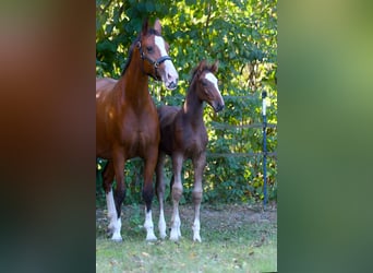 Hanoverian, Stallion, Foal (07/2025), 16,3 hh, Brown