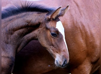 Hanoverian, Stallion, Foal (07/2025), 16,3 hh, Brown