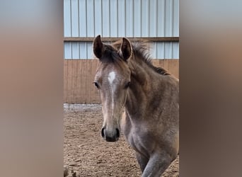 Hanoverian, Stallion, Foal (05/2025), 16,3 hh, Can be white
