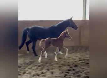 Hanoverian, Stallion, Foal (03/2025), 16,3 hh, Chestnut