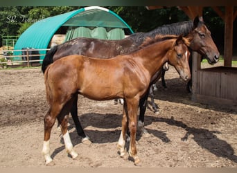 Hanoverian, Stallion, Foal (03/2025), 16,3 hh, Chestnut