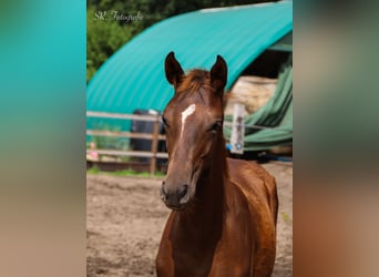 Hanoverian, Stallion, Foal (03/2025), 16,3 hh, Chestnut