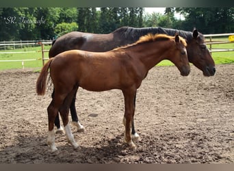 Hanoverian, Stallion, Foal (03/2025), 16,3 hh, Chestnut