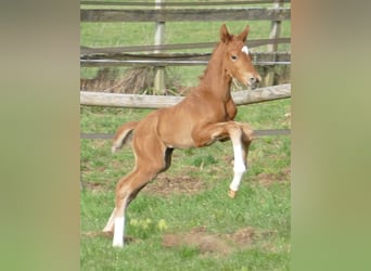 Hanoverian, Stallion, Foal (03/2026), 16,3 hh, Chestnut-Red