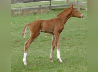 Hanoverian, Stallion, Foal (03/2026), 16,3 hh, Chestnut-Red