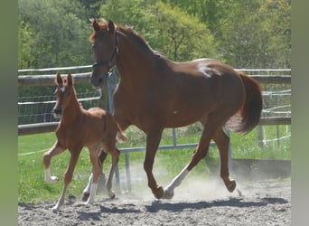 Hanoverian, Stallion, Foal (03/2026), 16,3 hh, Chestnut-Red