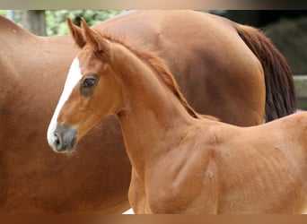 Hanoverian, Stallion, , 16,3 hh, Chestnut-Red