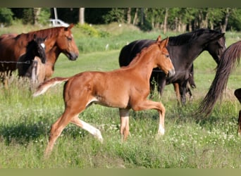 Hanoverian, Stallion, , 16,3 hh, Chestnut-Red