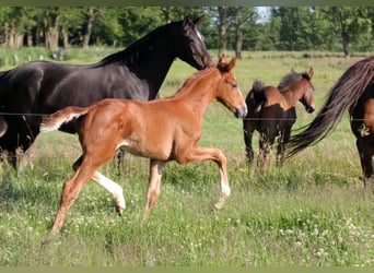 Hanoverian, Stallion, , 16,3 hh, Chestnut-Red