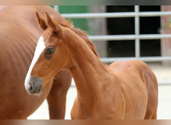 Hanoverian, Stallion, , 16,3 hh, Chestnut-Red