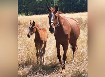 Hanoverian, Stallion, Foal (04/2025), 16,3 hh, Chestnut-Red