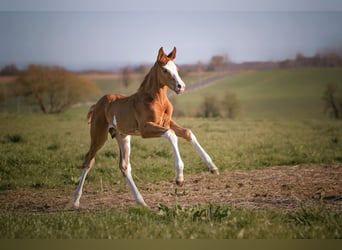 Hanoverian, Stallion, , 16,3 hh, Chestnut-Red