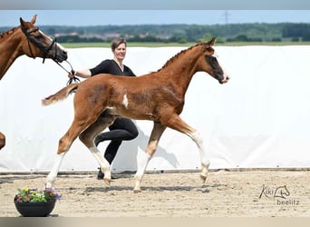 Hanoverian, Stallion, , 16,3 hh, Chestnut-Red