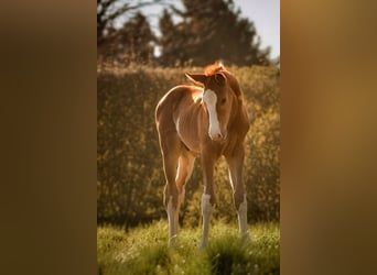 Hanoverian, Stallion, , 16,3 hh, Chestnut-Red