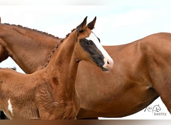 Hanoverian, Stallion, , 16,3 hh, Chestnut-Red