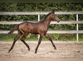 Hanoverian, Stallion, Foal (04/2025), 16,3 hh