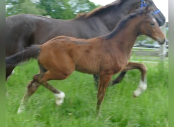 Hanoverian, Stallion, Foal (02/2024), 17 hh, Bay-Dark
