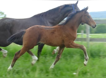 Hanoverian, Stallion, Foal (02/2024), 17 hh, Bay-Dark