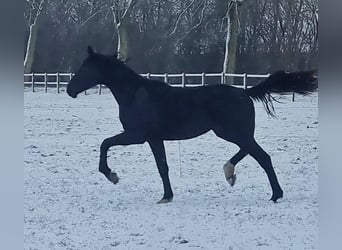 Hanoverian, Stallion, Foal (03/2024), 17 hh, Bay-Dark