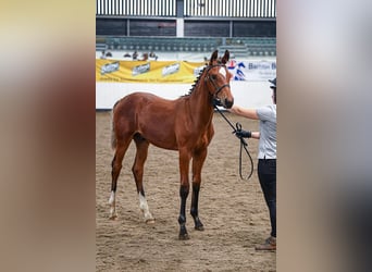 Hannoveraner, Hengst, Fohlen (03/2024), 17 hh, Rotbrauner