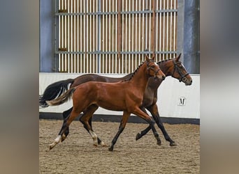 Hannoveraner, Hengst, Fohlen (03/2024), 17 hh, Rotbrauner