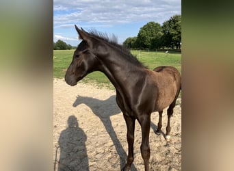Hanoverian, Stallion, Foal (05/2026), 17 hh, Black