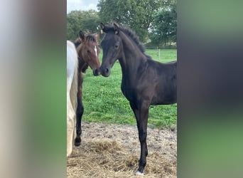 Hanoverian, Stallion, Foal (05/2026), 17 hh, Black