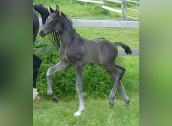 Hanoverian, Stallion, Foal (05/2024), 17 hh, Black
