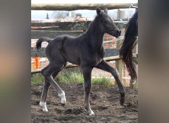 Hanoverian, Stallion, Foal (03/2026), 17 hh, Black