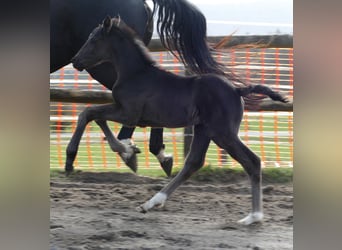 Hanoverian, Stallion, Foal (03/2026), 17 hh, Black
