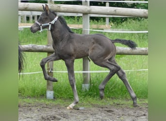 Hanoverian, Stallion, Foal (05/2024), 17 hh, Black