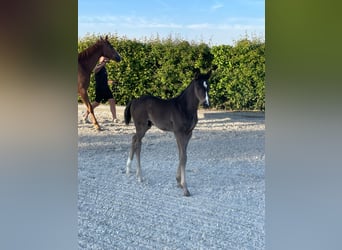 Hanoverian, Stallion, , 17 hh, Black
