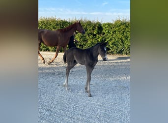 Hanoverian, Stallion, , 17 hh, Black