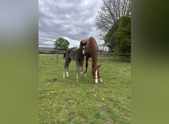 Hanoverian, Stallion, , 17 hh, Black