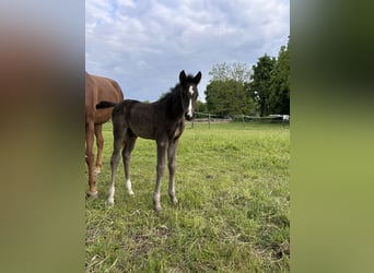 Hanoverian, Stallion, , 17 hh, Black