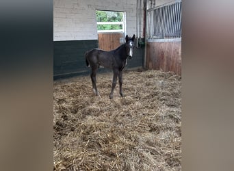 Hanoverian, Stallion, , 17 hh, Black