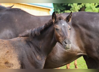 Hanoverian, Stallion, Foal (04/2025), 17 hh, Black