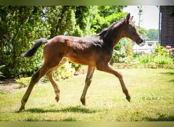 Hanoverian, Stallion, , 17 hh, Brown