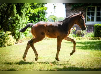 Hanoverian, Stallion, , 17 hh, Brown