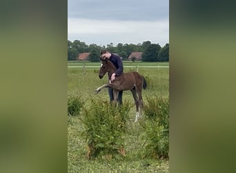 Hanoverian, Stallion, , 17 hh, Brown