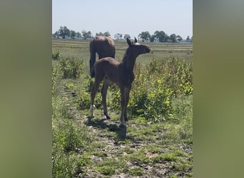 Hanoverian, Stallion, , 17 hh, Brown