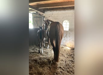 Hanoverian, Stallion, , 17 hh, Brown