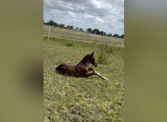 Hanoverian, Stallion, , 17 hh, Brown