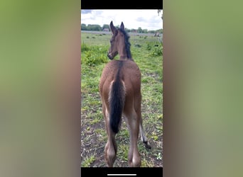 Hanoverian, Stallion, , 17 hh, Brown