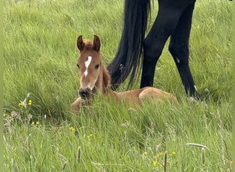 Hanoverian, Stallion, , 17 hh, Chestnut-Red