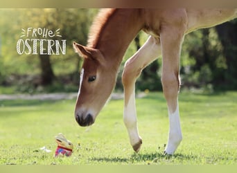 Hanoverian, Stallion, , 17 hh, Chestnut-Red