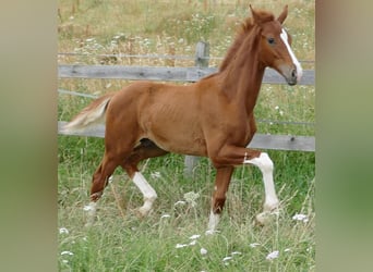 Hanoverian, Stallion, Foal (03/2026), 17 hh, Chestnut-Red