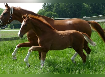 Hanoverian, Stallion, Foal (03/2026), 17 hh, Chestnut-Red
